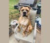 Mikey, an American Bulldog tested with EmbarkVet.com