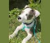 Photo of Archie, an American Pit Bull Terrier  in Crystal Springs, MS, USA