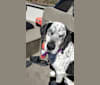 Enzo, a Labrador Retriever and German Wirehaired Pointer mix tested with EmbarkVet.com