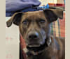 Bubbles, an American Pit Bull Terrier and Labrador Retriever mix tested with EmbarkVet.com