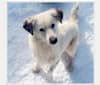 Kuzya, an Eastern European Village Dog tested with EmbarkVet.com