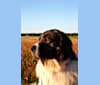 Adonis, a Pyrenean Mastiff tested with EmbarkVet.com