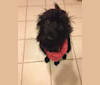 Dexter, a Rottweiler and German Shepherd Dog mix tested with EmbarkVet.com