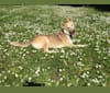 Kina, a Siberian Husky and German Shepherd Dog mix tested with EmbarkVet.com
