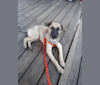 Maya, an American Village Dog tested with EmbarkVet.com