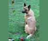 Sophie, a German Shepherd Dog and Labrador Retriever mix tested with EmbarkVet.com