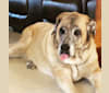 Suka, a Spanish Mastiff tested with EmbarkVet.com