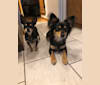 Hazel, a Chihuahua and Australian Cattle Dog mix tested with EmbarkVet.com