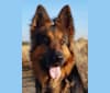Ayati von der Vaniro Wolf, a German Shepherd Dog (10.5% unresolved) tested with EmbarkVet.com