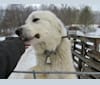 Photo of Moose, a Great Pyrenees  in Virginia, USA