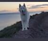 Photo of Alaska, a German Shepherd Dog and Akita mix in Waterford, County Waterford, Ireland