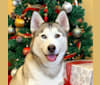 Eevee, a Siberian Husky and German Shepherd Dog mix tested with EmbarkVet.com