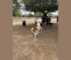 Sasha, a Siberian Husky and Rottweiler mix tested with EmbarkVet.com