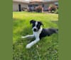 Photo of Jax, a Beagle, American Pit Bull Terrier, Russell-type Terrier, Rat Terrier, and Mixed mix in Tennessee, USA