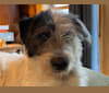 Sherlock Bones, an Australian Cattle Dog and Poodle (Standard) mix tested with EmbarkVet.com