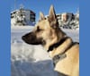 Photo of Unikko, an American Pit Bull Terrier, German Shepherd Dog, American Staffordshire Terrier, Siberian Husky, and Mixed mix in Hyvinkää, Suomi
