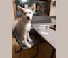 Troy, a Labrador Retriever and German Shepherd Dog mix tested with EmbarkVet.com