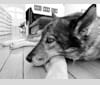 Photo of Agnes, a German Shepherd Dog, Chow Chow, Alaskan Malamute, Siberian Husky, and Mixed mix