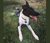 Inara, a Staffordshire Terrier and Border Collie mix tested with EmbarkVet.com