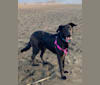 Koda, a German Shepherd Dog and Labrador Retriever mix tested with EmbarkVet.com