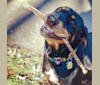 Hillary, a Black and Tan Coonhound tested with EmbarkVet.com