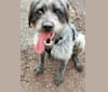Muttley, a Labrador Retriever and German Shepherd Dog mix tested with EmbarkVet.com