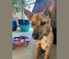 Raya, a Southeast Asian Village Dog tested with EmbarkVet.com