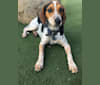 Griffith, a Beagle tested with EmbarkVet.com