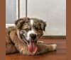 Juniper, a Staffordshire Terrier and Australian Shepherd mix tested with EmbarkVet.com