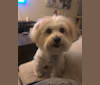 Teddy, a Bichon Frise and Pomeranian mix tested with EmbarkVet.com
