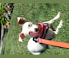 rubyJ, a Chihuahua and Poodle (Small) mix tested with EmbarkVet.com