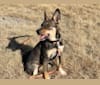 Millie, an Australian Cattle Dog and Siberian Husky mix tested with EmbarkVet.com
