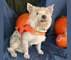 Rocket, a Yorkshire Terrier tested with EmbarkVet.com