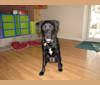 Toby, a Labrador Retriever and Golden Retriever mix tested with EmbarkVet.com