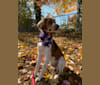 Brooks, an American English Coonhound tested with EmbarkVet.com