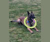 Niko, a Belgian Malinois and German Shepherd Dog mix tested with EmbarkVet.com