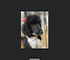 Photo of Lettie, a Poodle (Standard) 