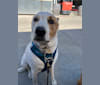 Kolohe, an American Pit Bull Terrier and Australian Cattle Dog mix tested with EmbarkVet.com