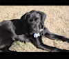 Leia, a Labrador Retriever and Catahoula Leopard Dog mix tested with EmbarkVet.com
