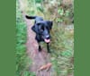Harry, a Labrador Retriever tested with EmbarkVet.com