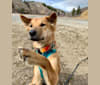 River, a Southeast Asian Village Dog tested with EmbarkVet.com