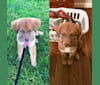 Alder, a Labrador Retriever and American Pit Bull Terrier mix tested with EmbarkVet.com