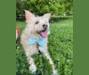 Seamus McDuff, a Yorkshire Terrier and Poodle (Small) mix tested with EmbarkVet.com