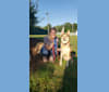 Bubba, a Siberian Husky and German Shepherd Dog mix tested with EmbarkVet.com