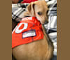 Remy, a Chihuahua and Poodle (Small) mix tested with EmbarkVet.com