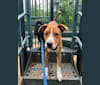 Linux Rowan, an American Pit Bull Terrier and Rottweiler mix tested with EmbarkVet.com