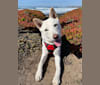 Zeke, a Japanese or Korean Village Dog tested with EmbarkVet.com