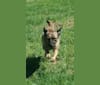 Harper, a Labrador Retriever and Yorkshire Terrier mix tested with EmbarkVet.com