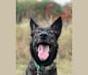 Rex, an Australian Shepherd and American Pit Bull Terrier mix tested with EmbarkVet.com