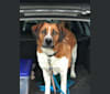 Stubbs, a Saint Bernard and German Shepherd Dog mix tested with EmbarkVet.com